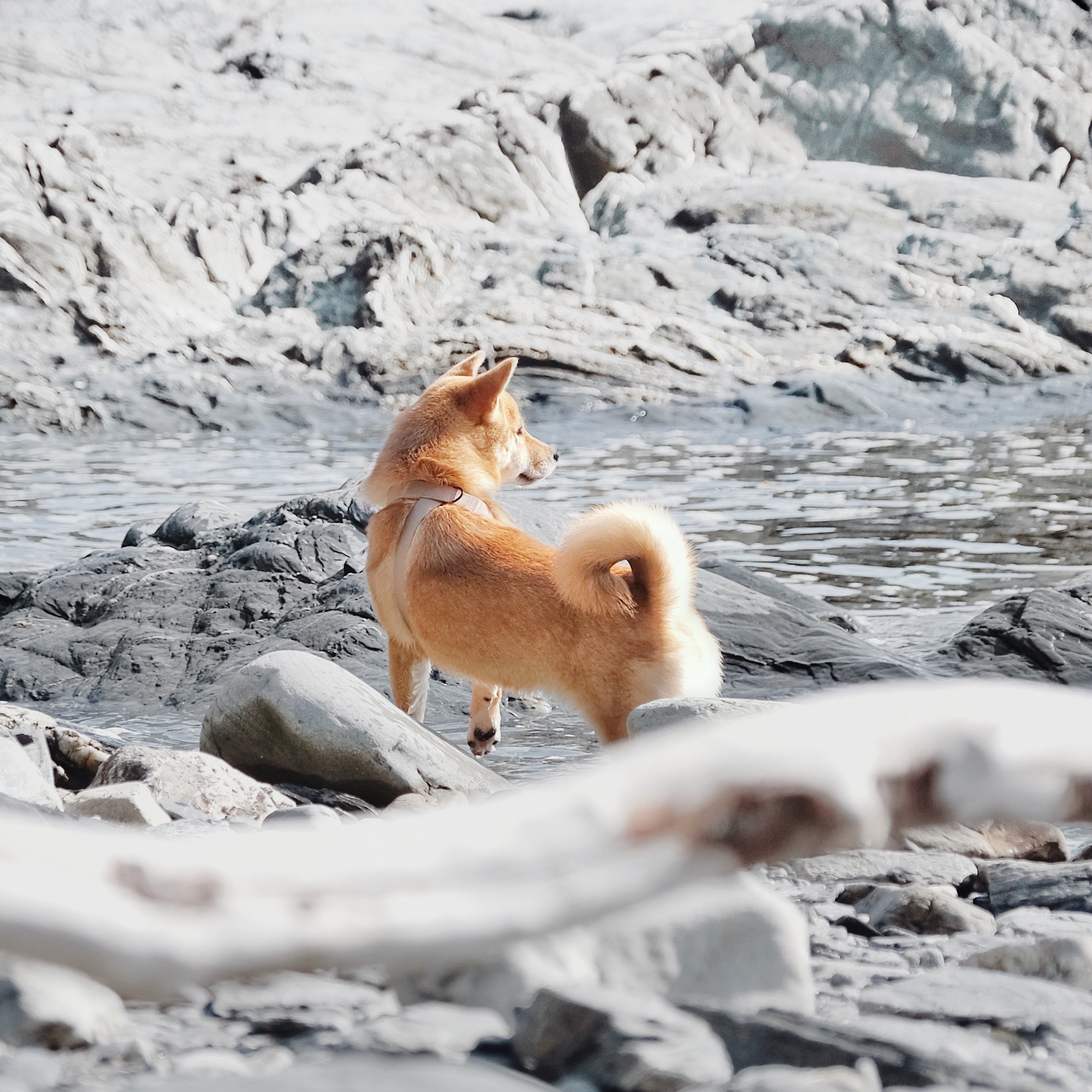 OTTO - Lambwolf Collective