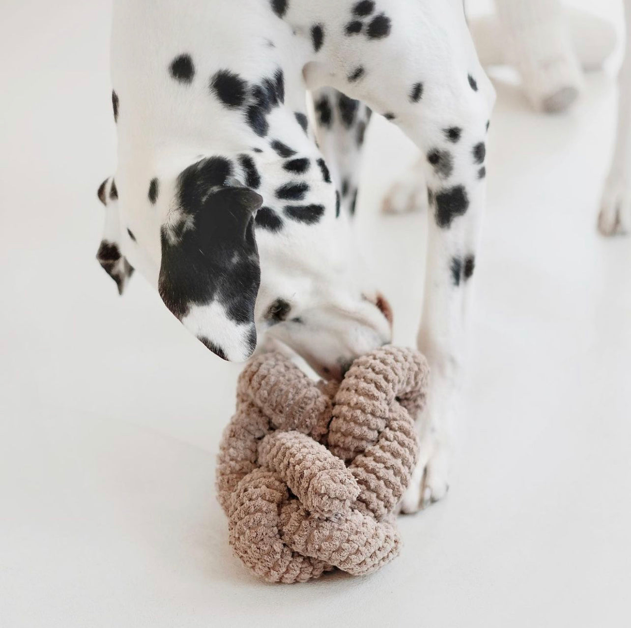 Playful Dalmatian dog chews a brown knotted rope toy on a white floor. 
