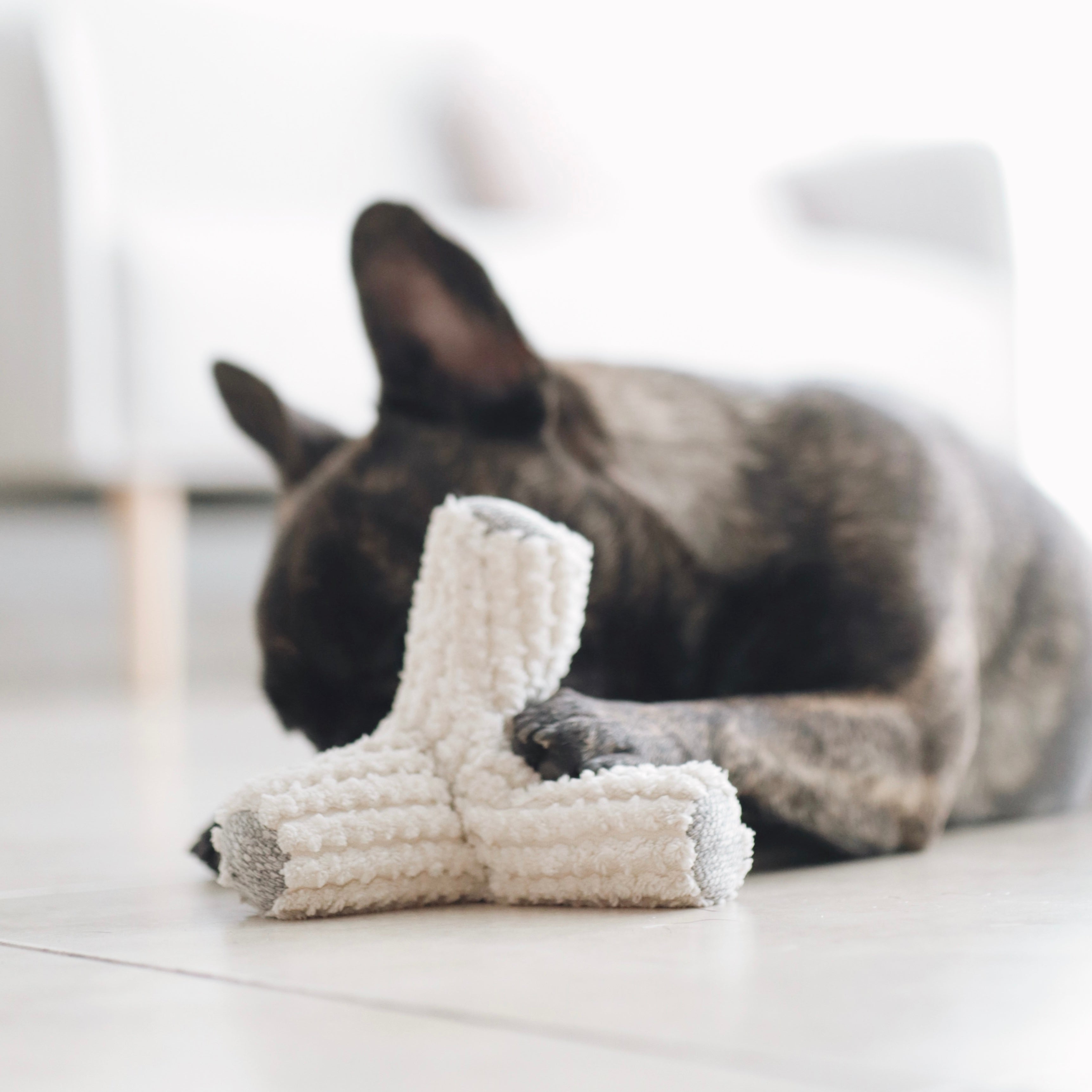 Brindle French Bulldog rests paw on a white sherpa dog toy. 
