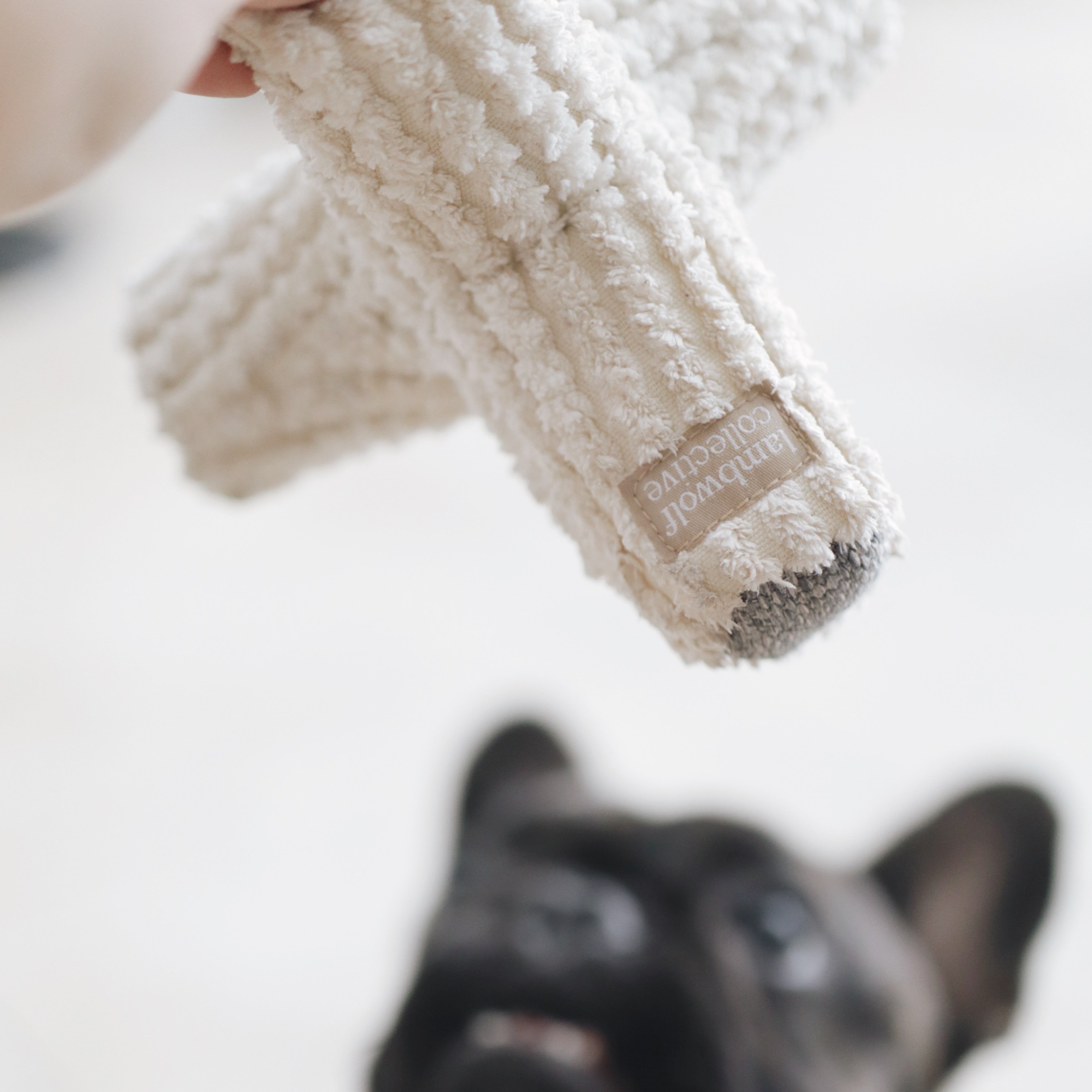 Hand holds out a fluffy, cream-colored dog toy with the "Lambwolf Collective" brand tag towards an eager French Bulldog. 
