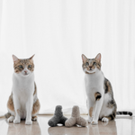 KITTY BREUER - Lambwolf Collective