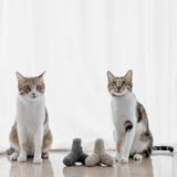 KITTY BREUER - Lambwolf Collective