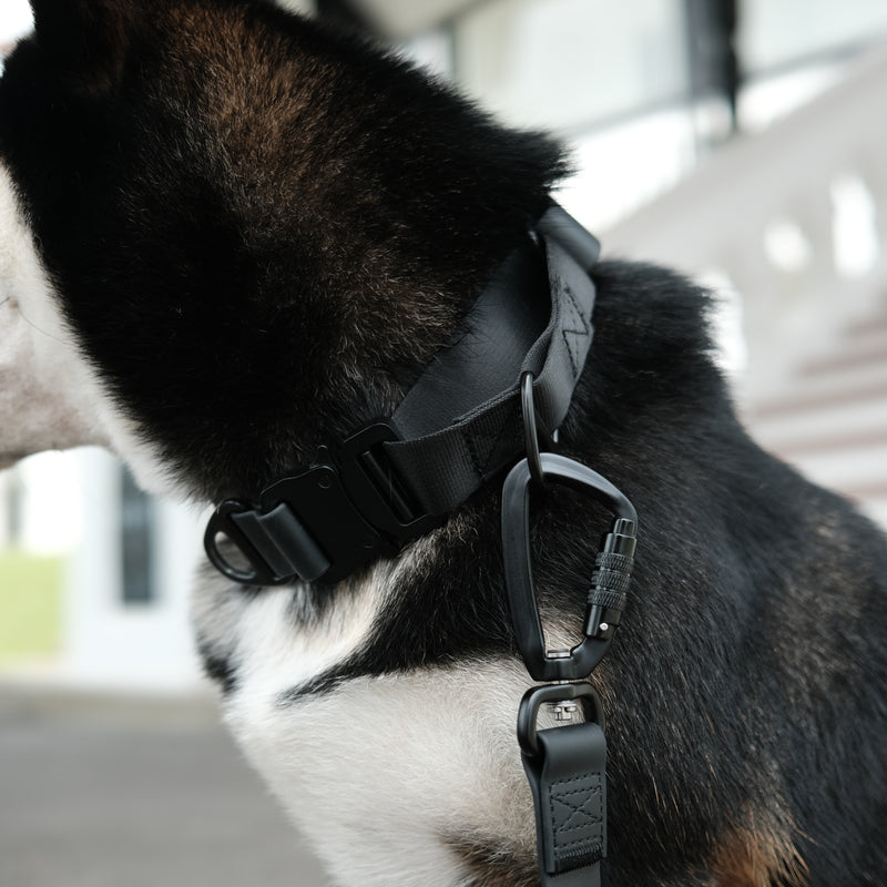 flat, quick release, martingale, & waterproof collars - Furchild