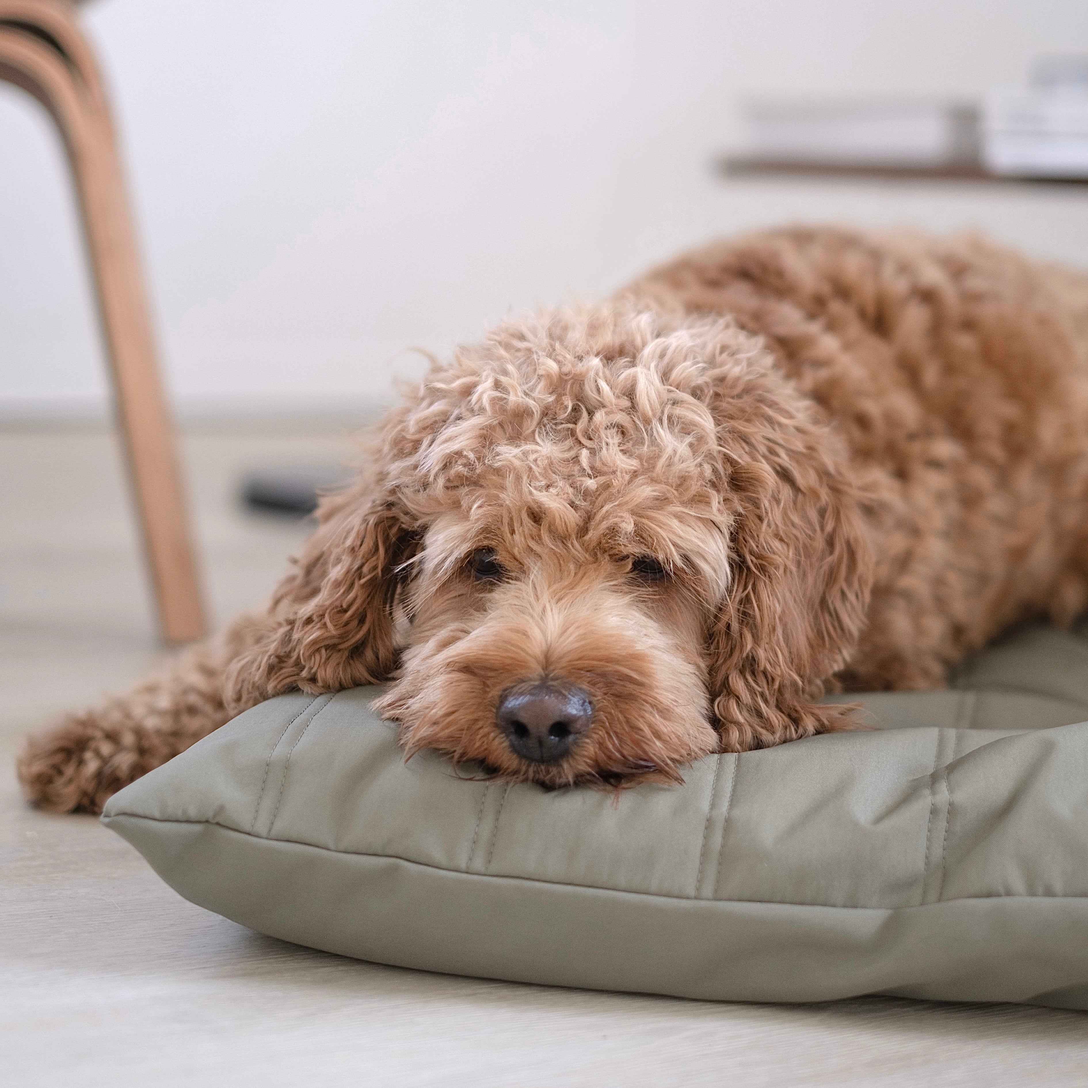 Maatin Dog bed waterproof low rise dog bed convertible dog bed