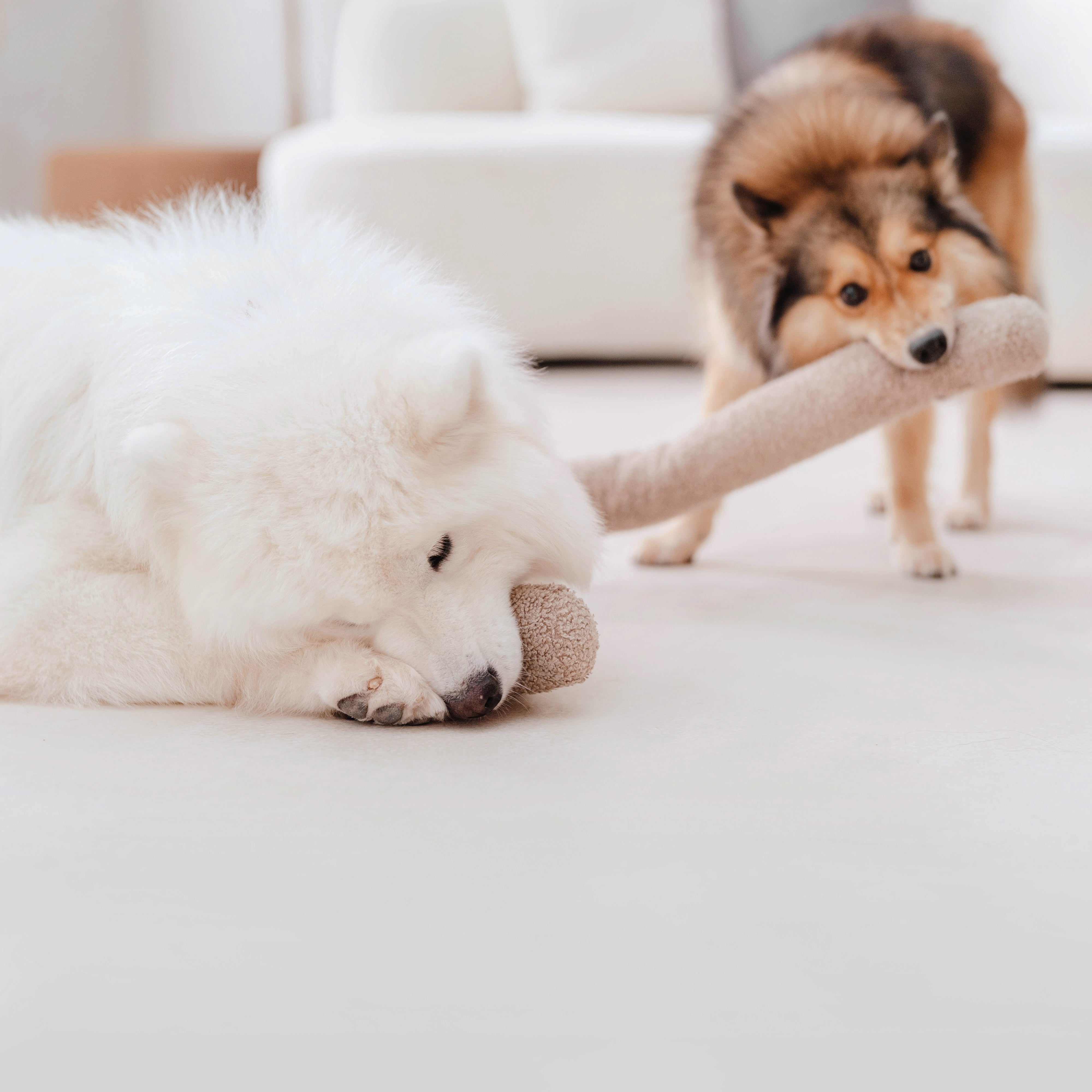 O NOU - Lambwolf Collective