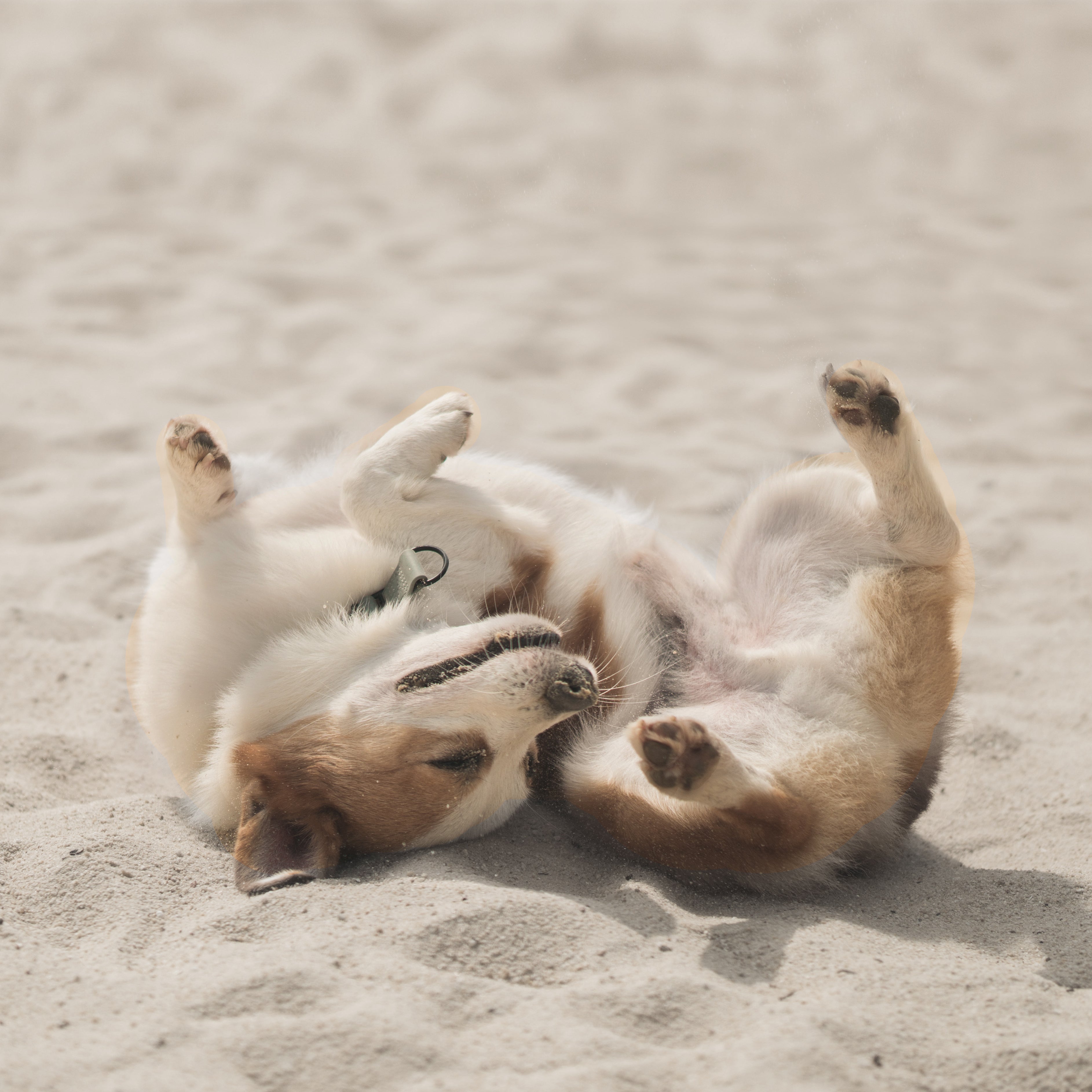 A brown and white dog rolls playfully on its back in the soft sand. 
