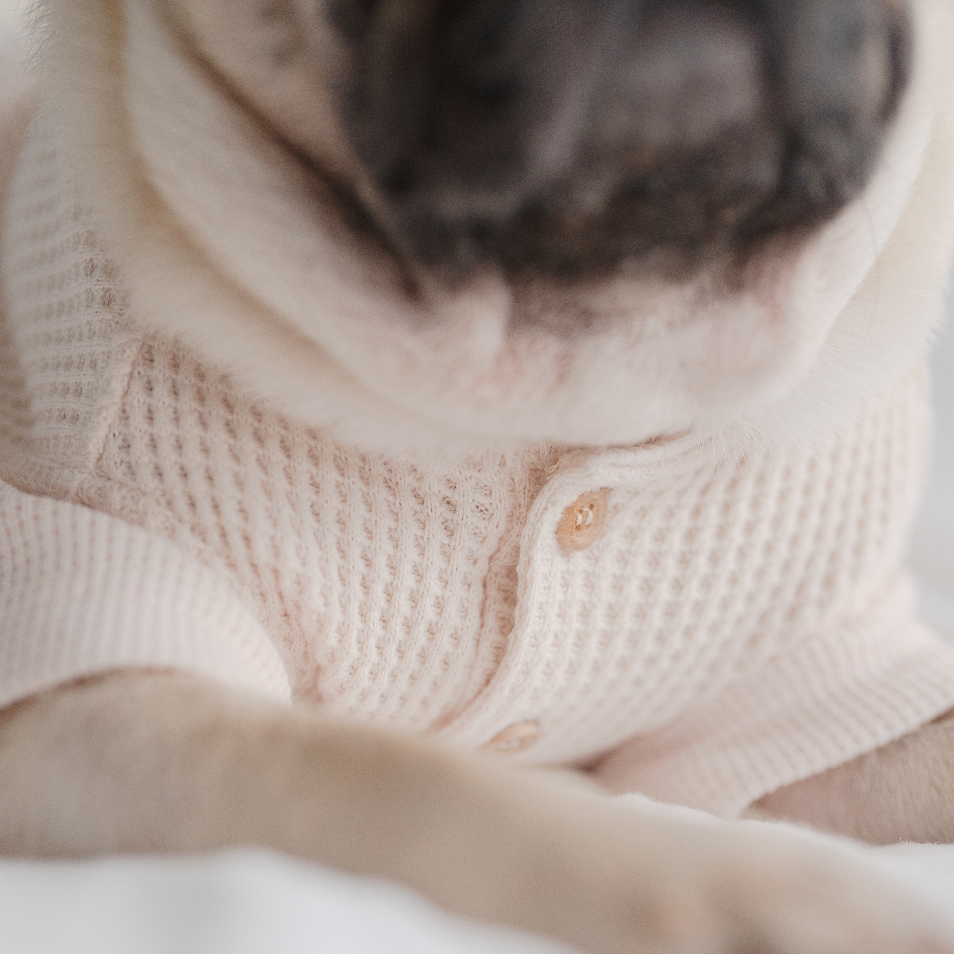 Waffle dog clothes dog tee dog apparel in cream