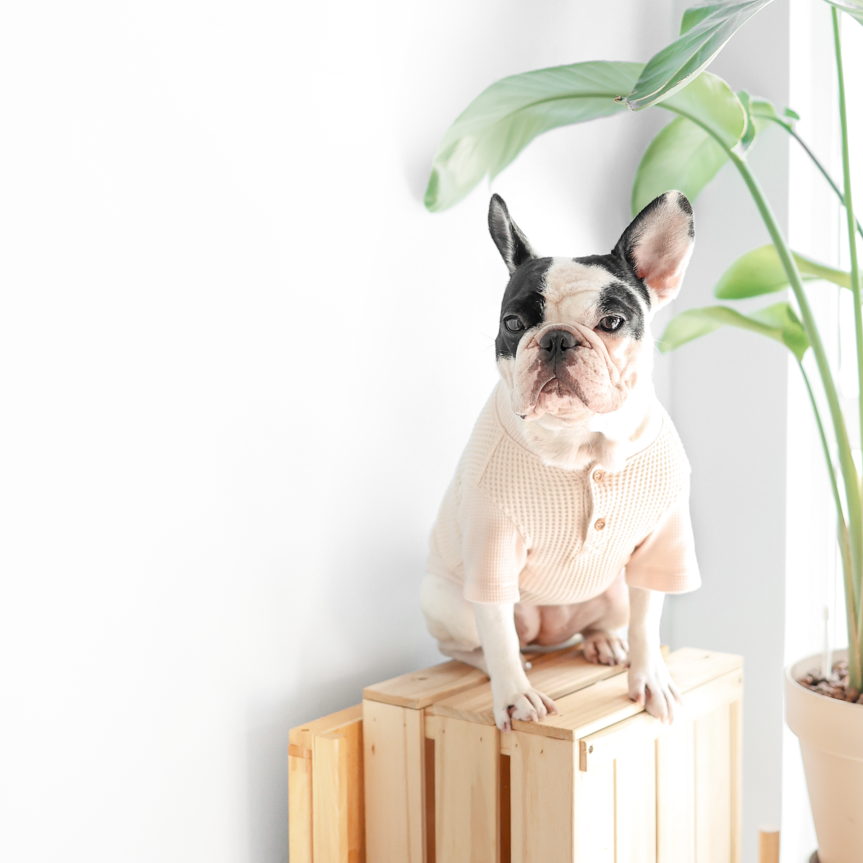caption_FRENCHIE 24lbs/ 11kg in XL