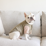 caption_FRENCHIE 24lbs/ 11kg in XL
