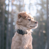 AVA - Lambwolf Collective