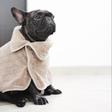 caption_FRENCHIE 22lbs/ 10kg in S