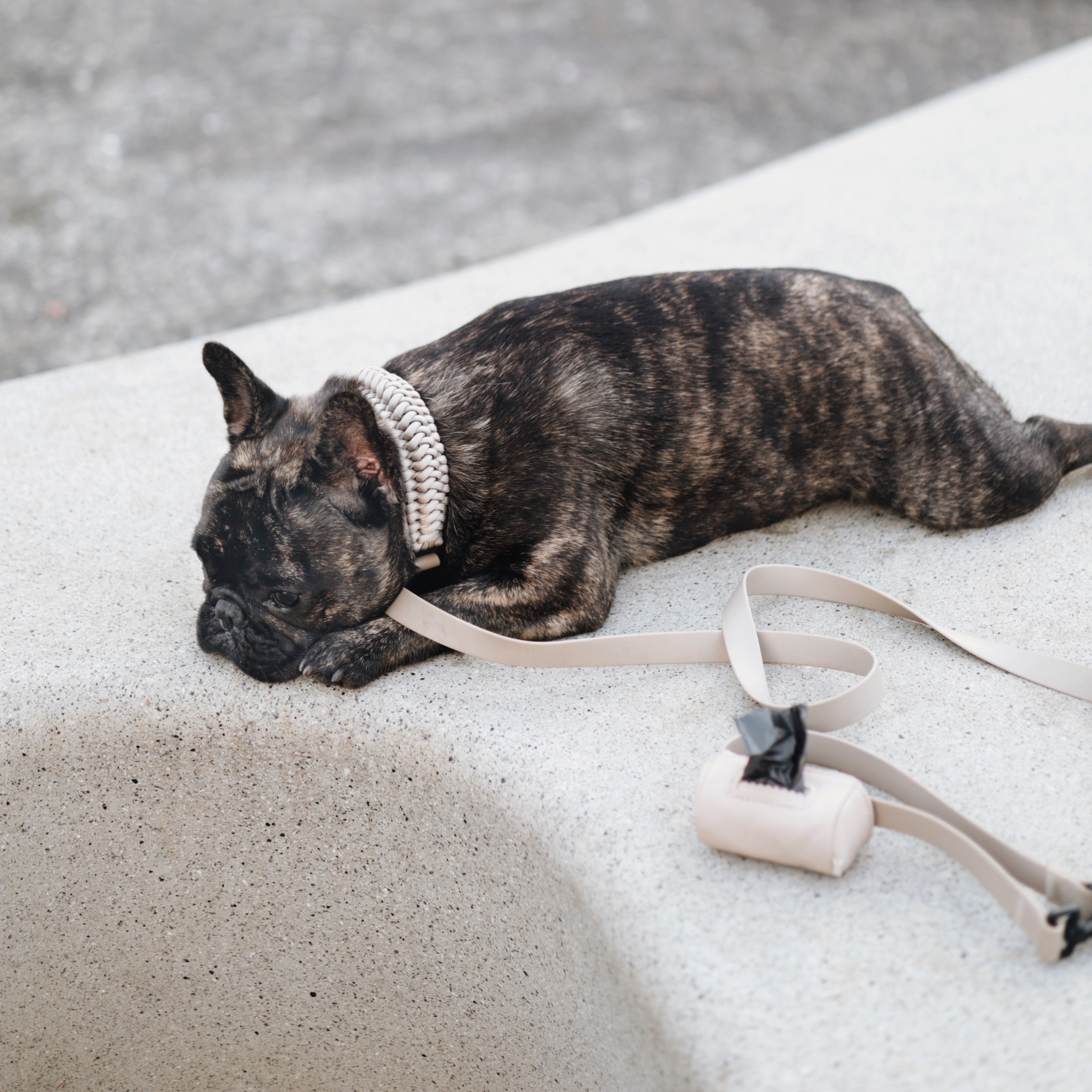 Brindle French Bulldog chews on its beige leash while laying on a concrete bench. 
