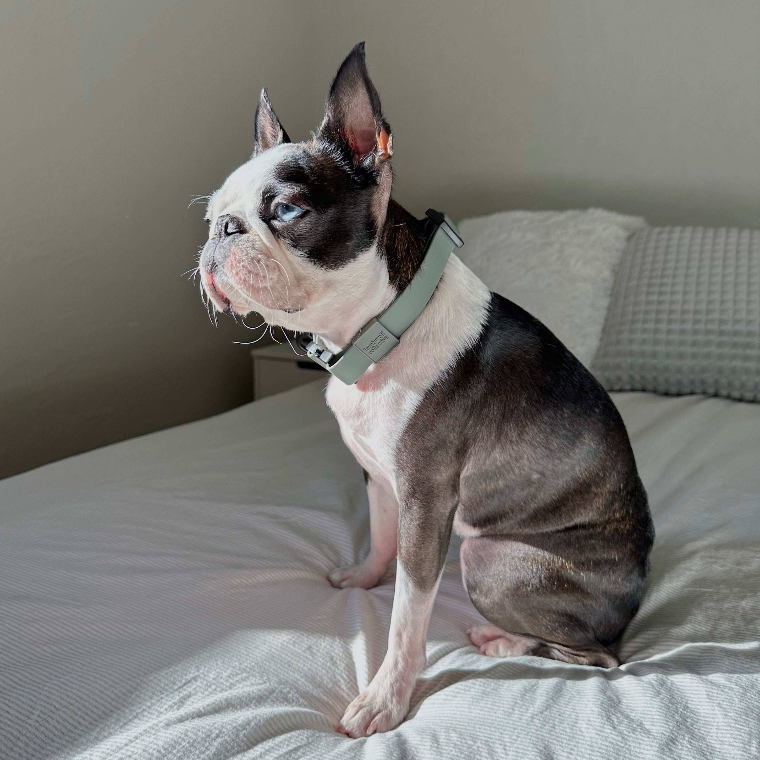 AVA - Lambwolf Collective