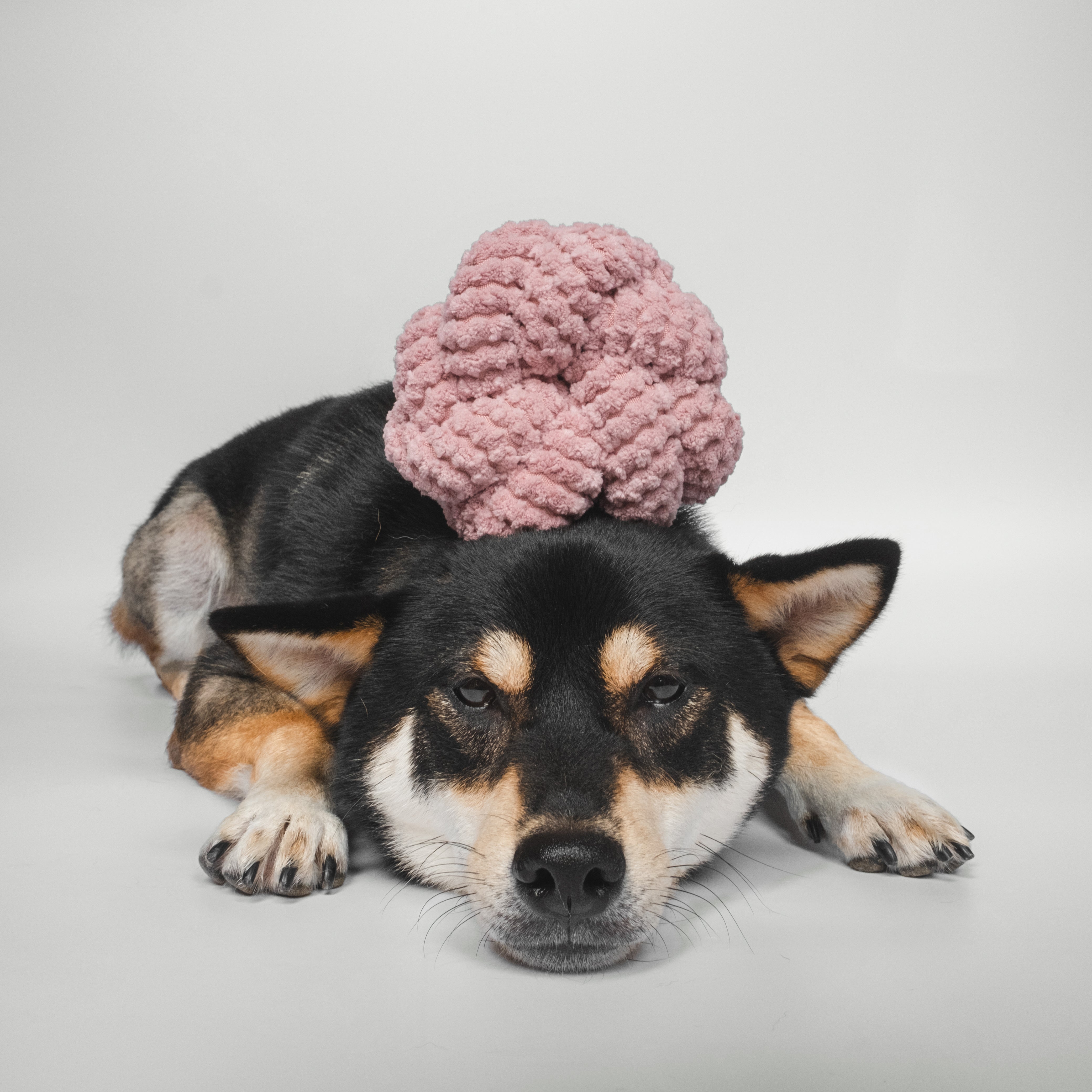 Black and tan Shiba Inu rests head on pink fluffy toy. 
