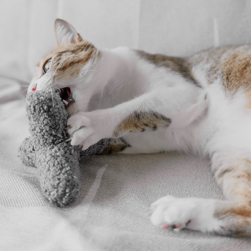 Interactive kitty sales
