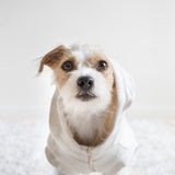 caption_Jack Russell Terrier  11lbs/ 5kg in M