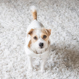 caption_Jack Russell Terrier 11lbs/ 5kg in M