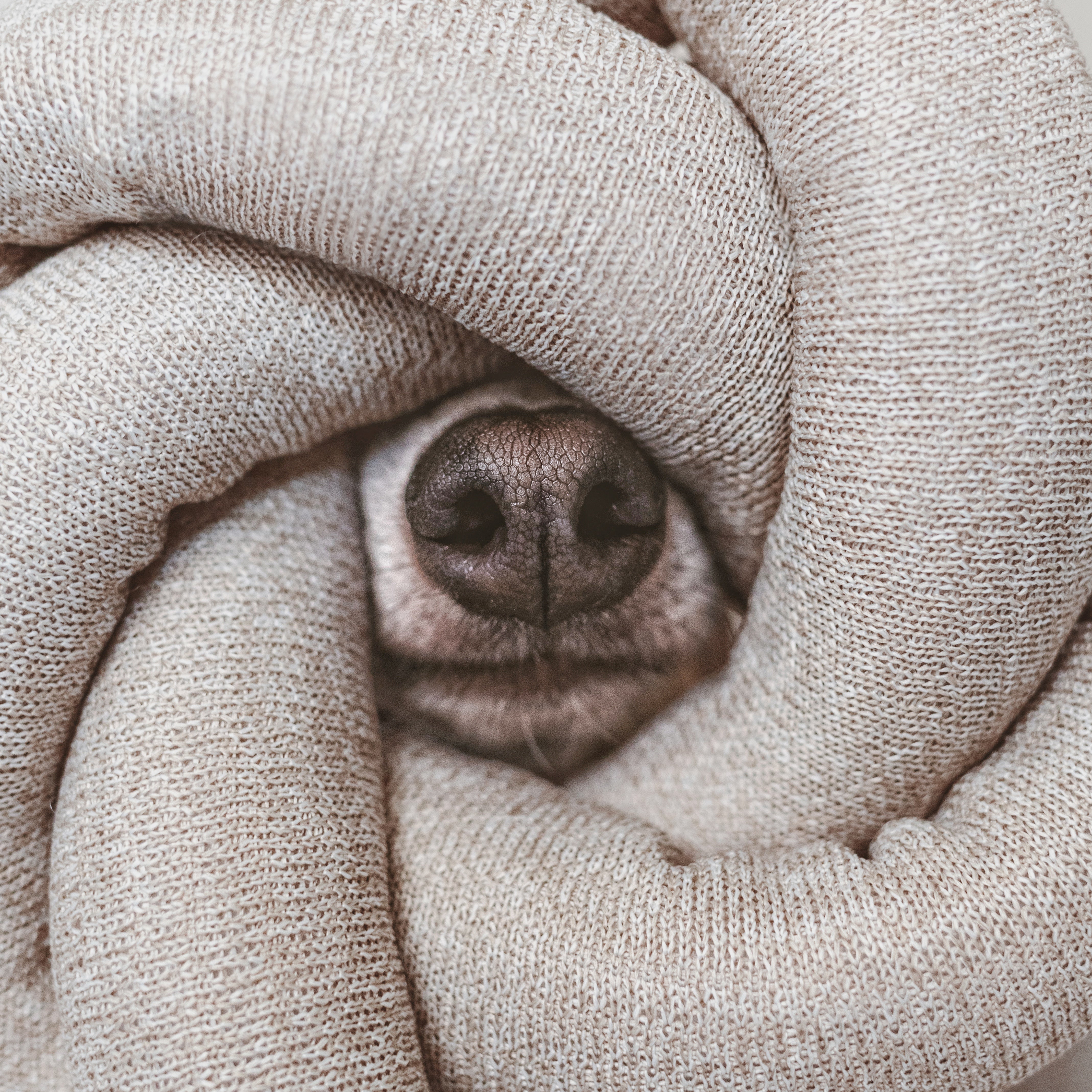 NOU® - Lambwolf Collective