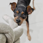 NOUNOU - Lambwolf Collective