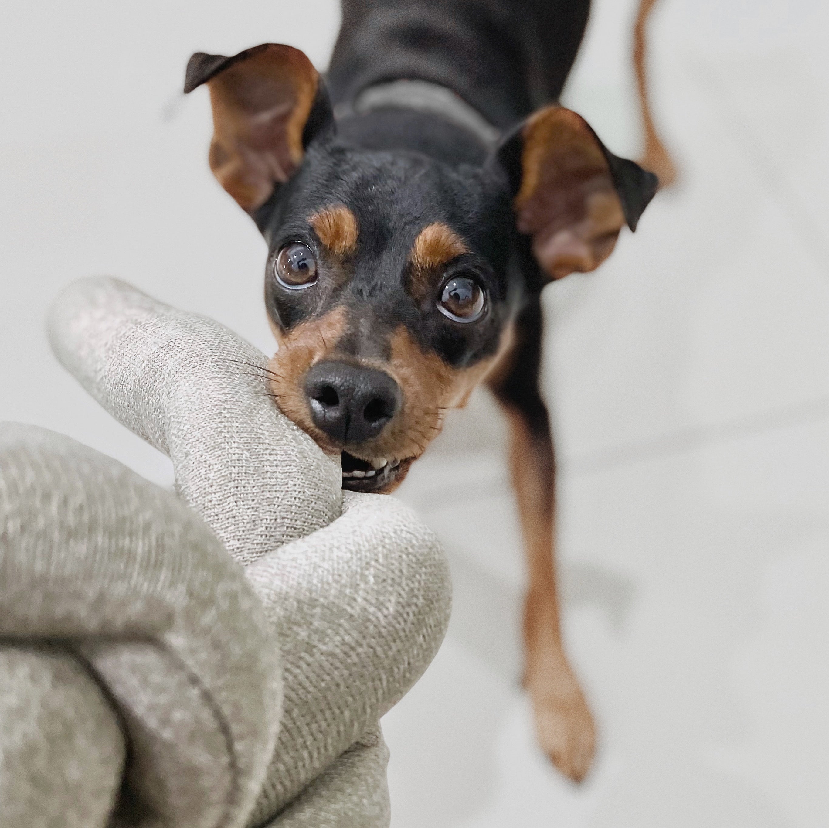 NOUNOU - Lambwolf Collective