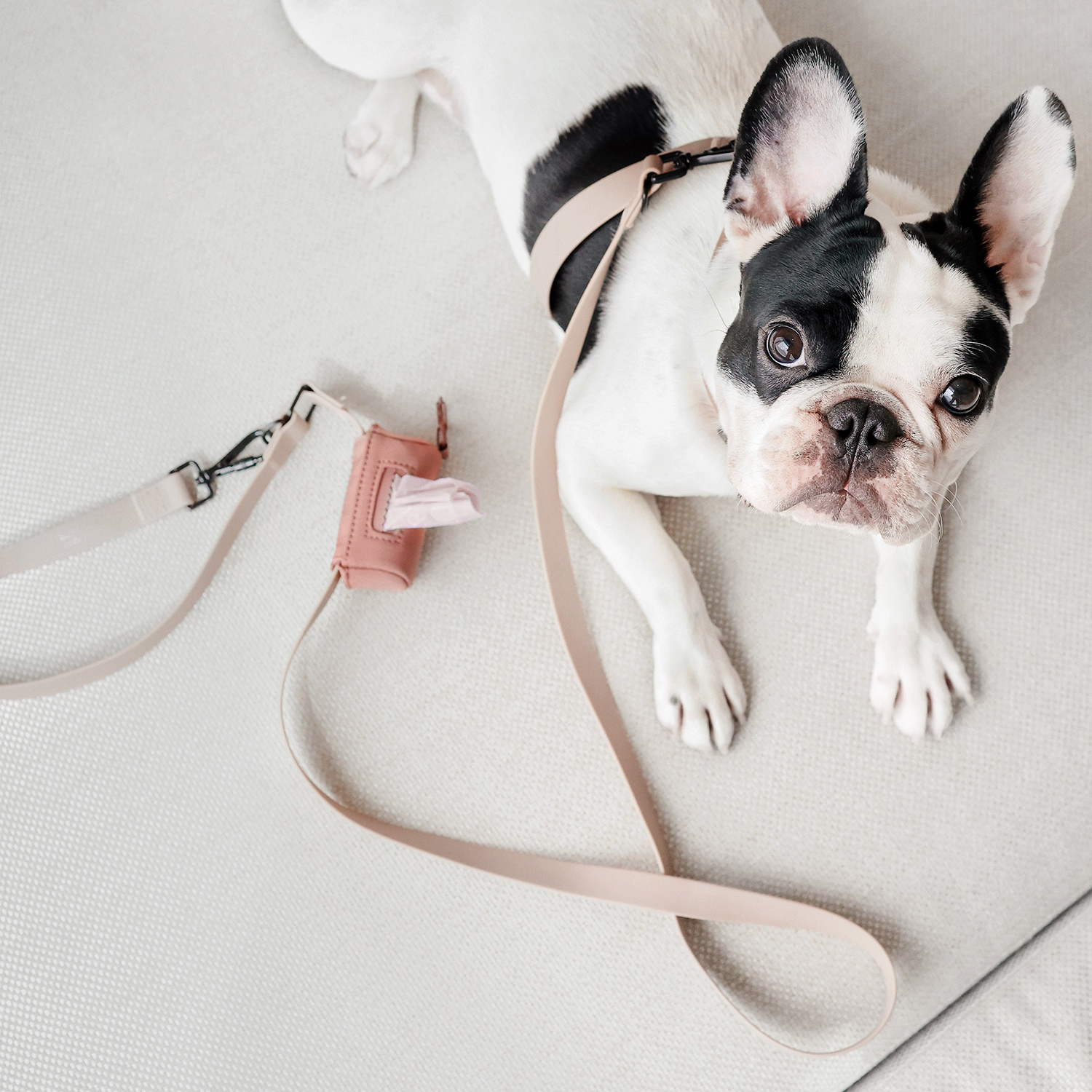 French Bulldog wears a pink leash and matching waste bag dispenser, looking up at the camera while relaxing on a cream sofa.  
