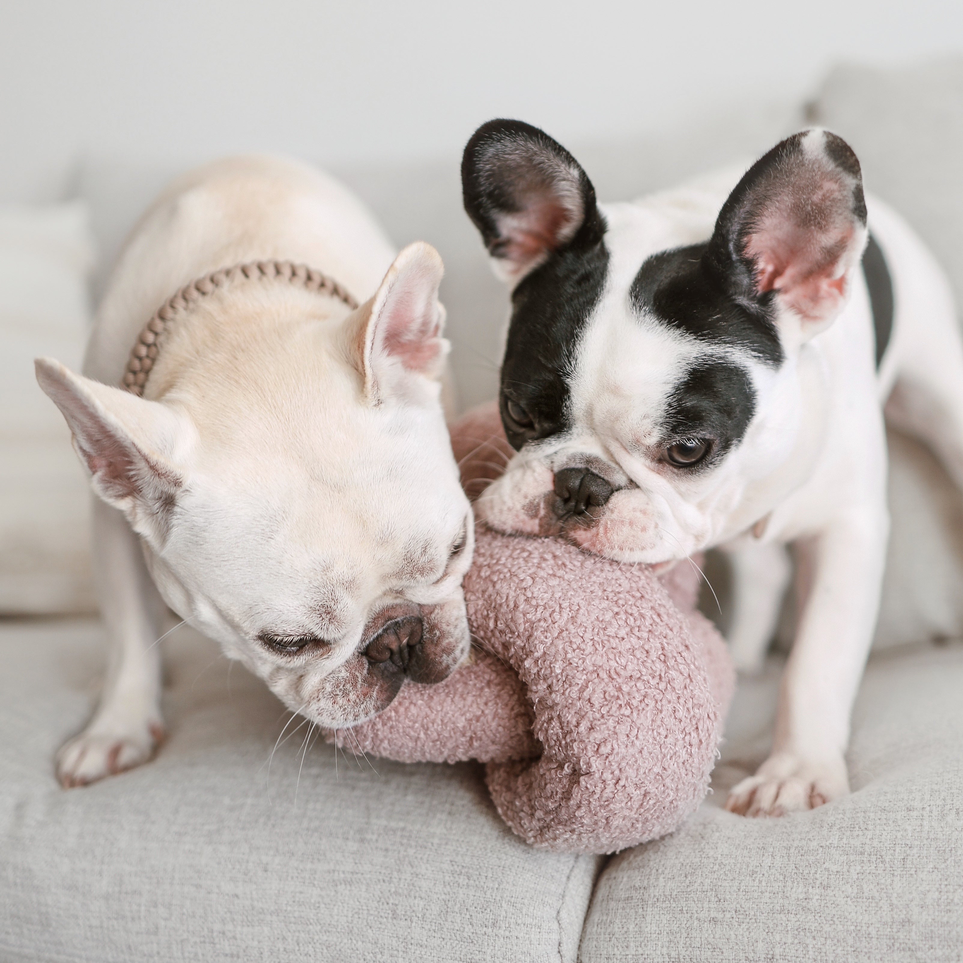 O NOU - Lambwolf Collective