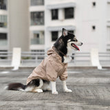 caption_Pomsky 28lbs/ 13kg in L