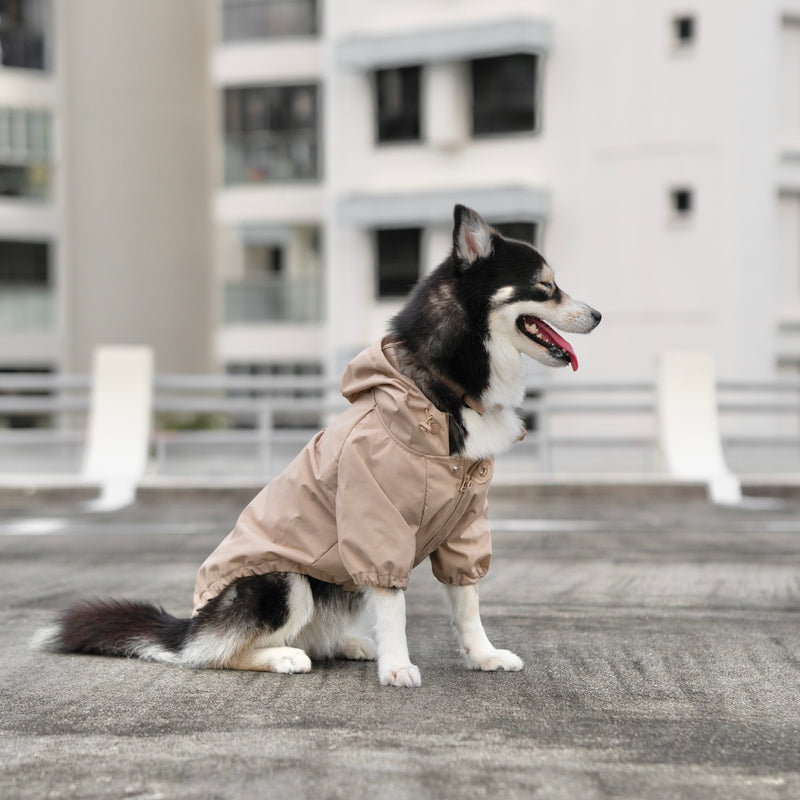 caption_Pomsky 28lbs/ 13kg in L