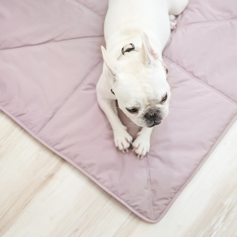 Dog shop travel mat