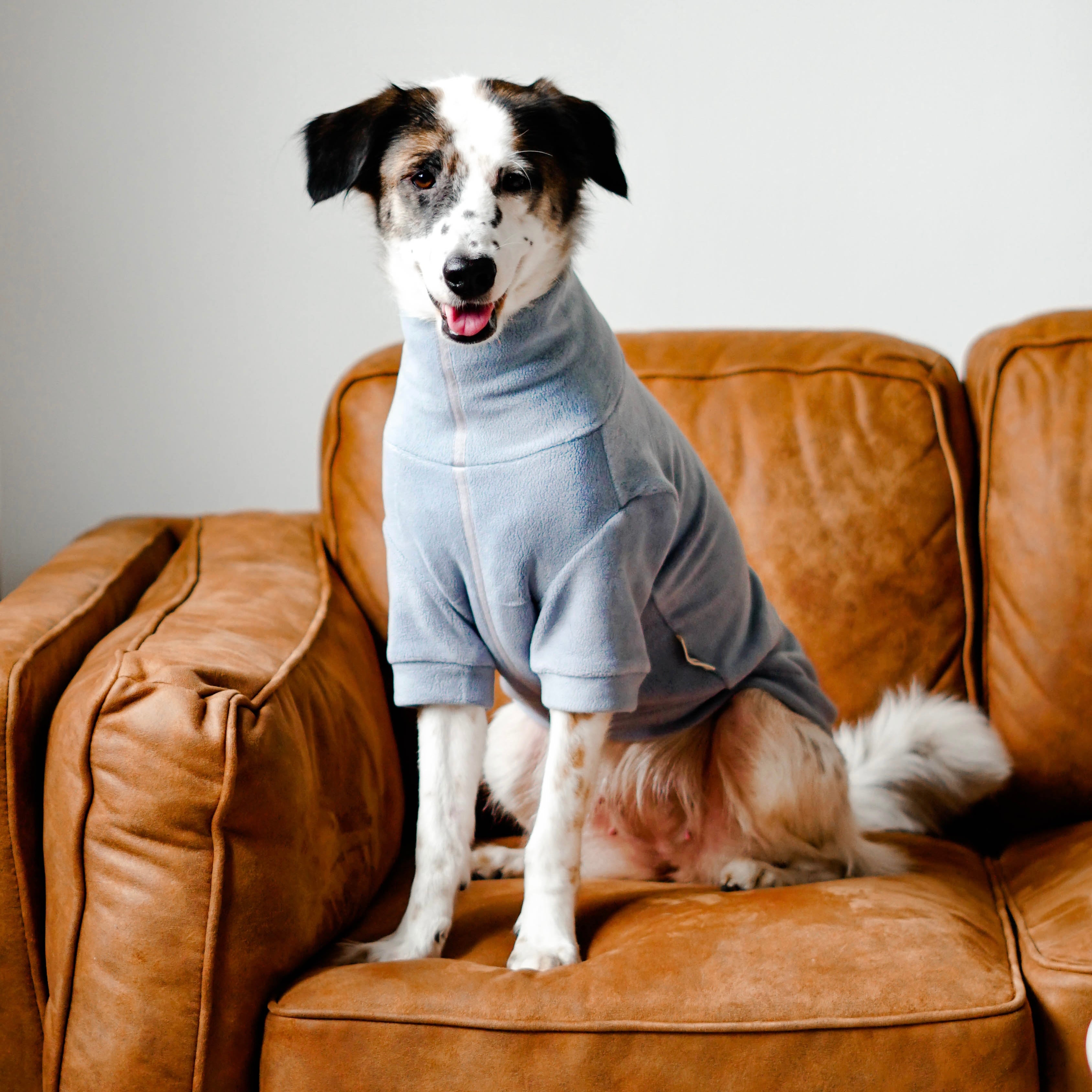 caption_Mixed-breed 38lbs / 17kg XXL