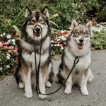 MELLEM - Lambwolf Collective