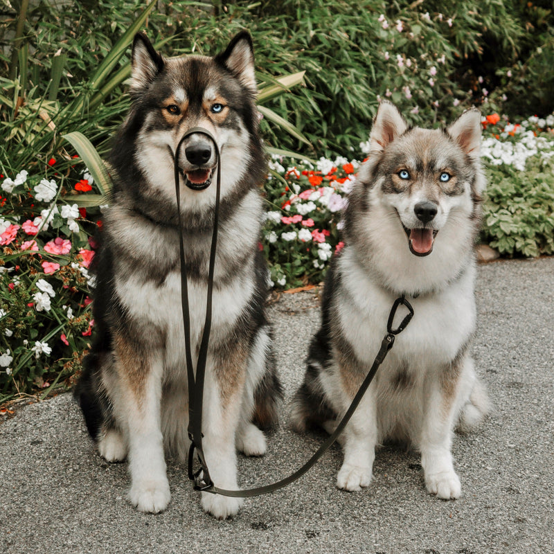 Wolf leash cheap