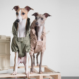 caption_Italian Greyhound 11.5lbs / 5kg in S