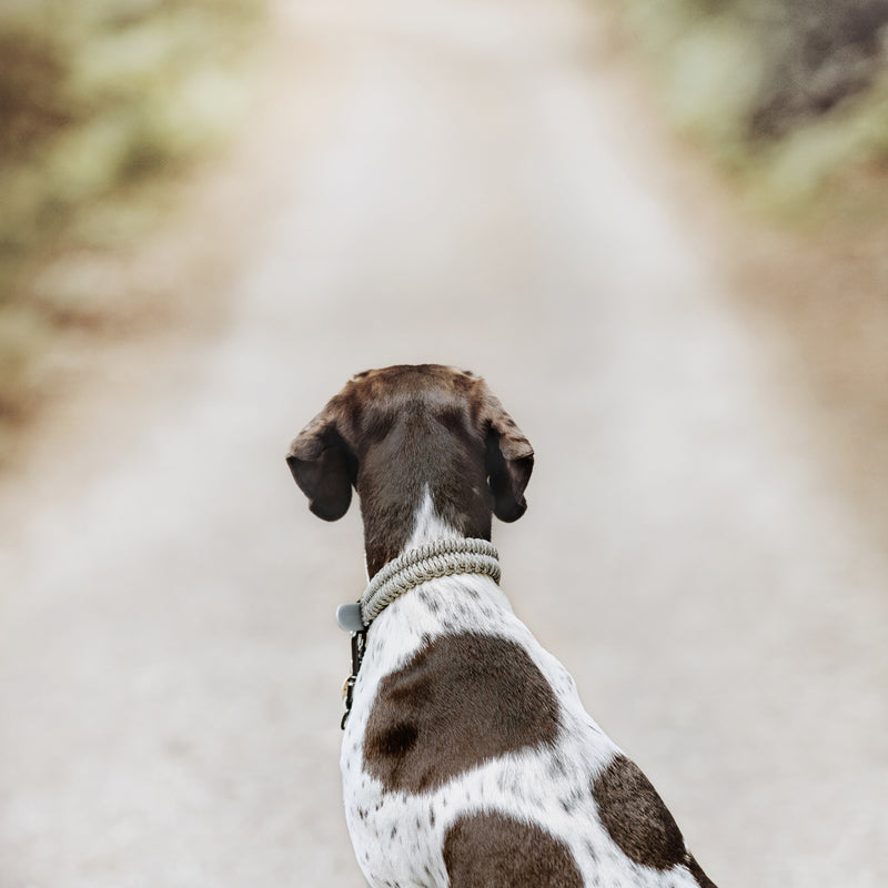 Adjustable handwoven braid dog Collar 