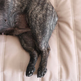 Maatin Dog bed waterproof low rise dog bed cover convertible dog bed