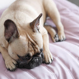 Maatin Dog bed waterproof low rise dog bed cover convertible dog bed